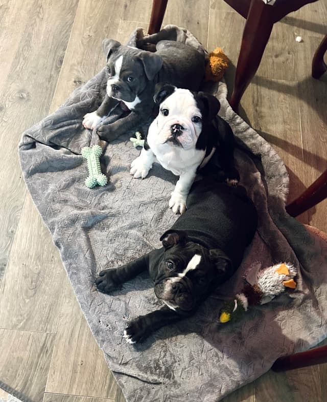 Bulldog Puppies media 5