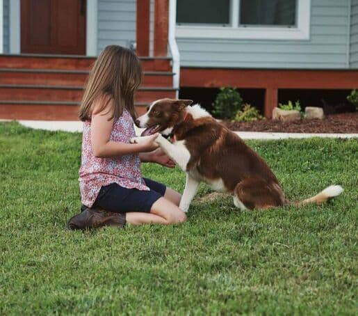 Border Collie Puppies breeder image 2