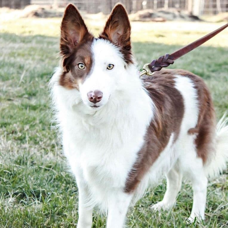 Border Collie Puppies breeder image 1