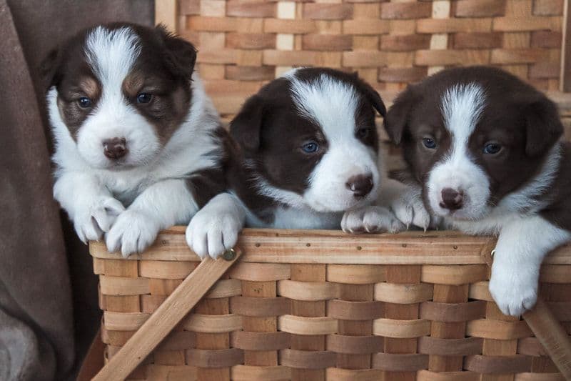 Border Collie Puppies breeder image 3