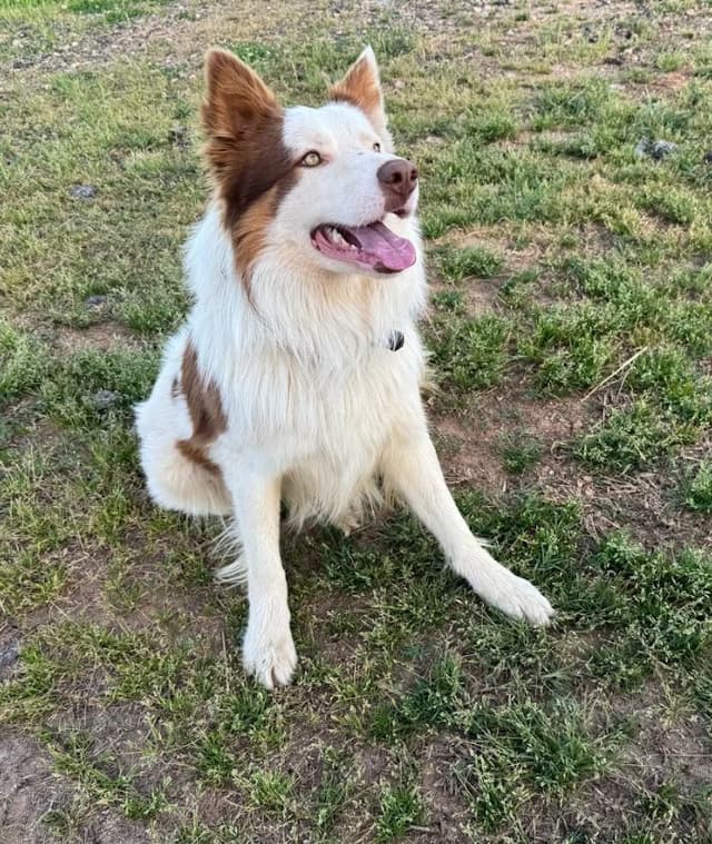 Border Collie Puppies media 6
