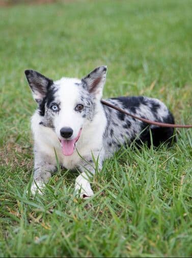 Border Collie Puppies media 5