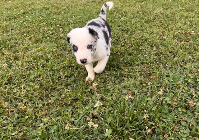 Border Collie Puppies media 3
