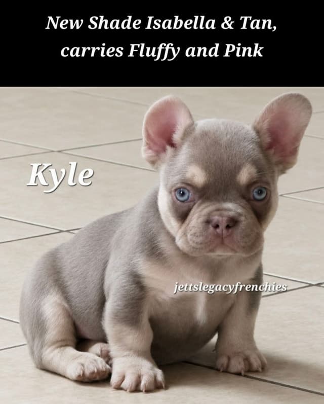French Bulldog Puppies media 2