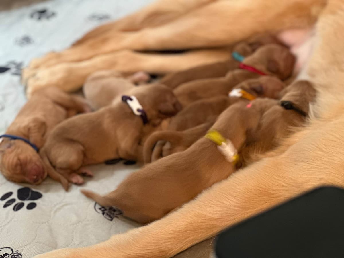 Golden Retriever Puppies breeder image 5