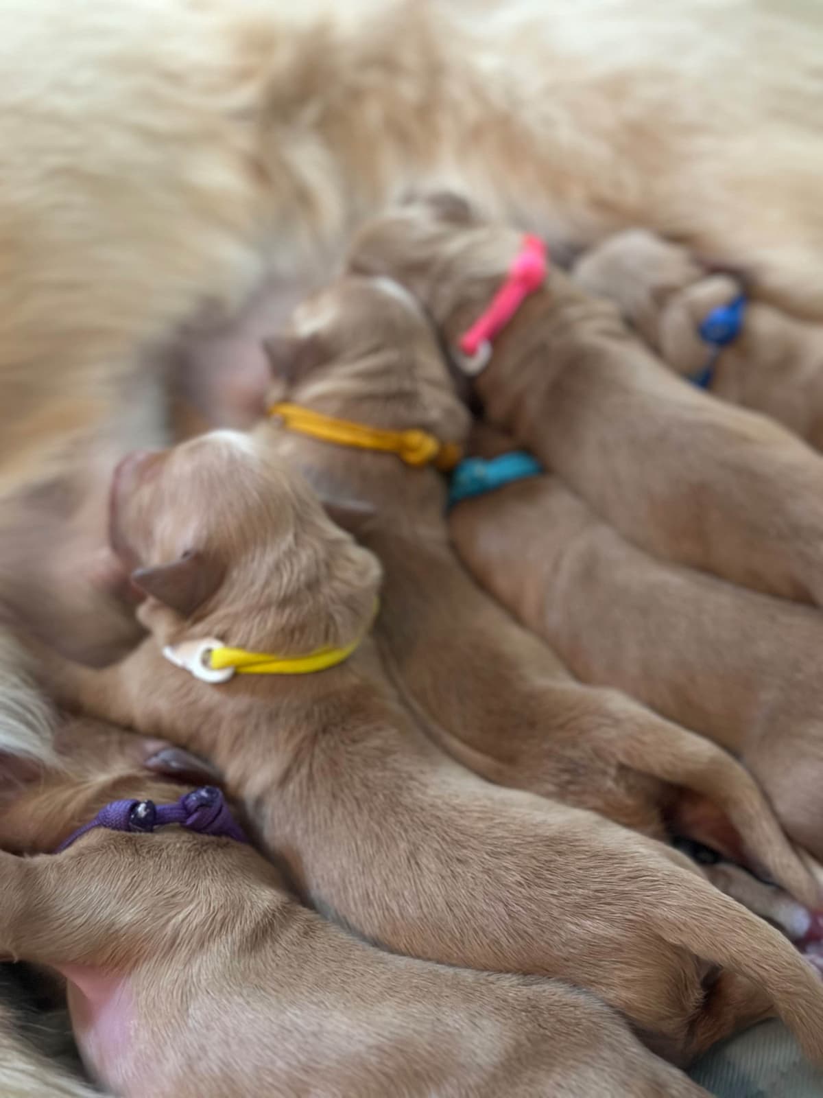Golden Retriever Puppies breeder image 2