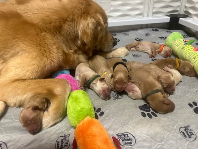 Golden Retriever Puppies media 3