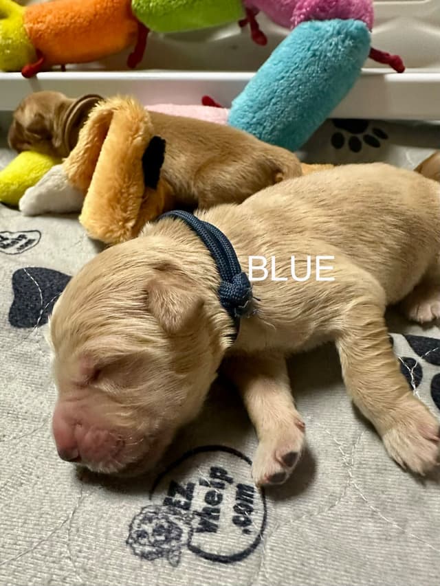 Golden Retriever Puppies media 2