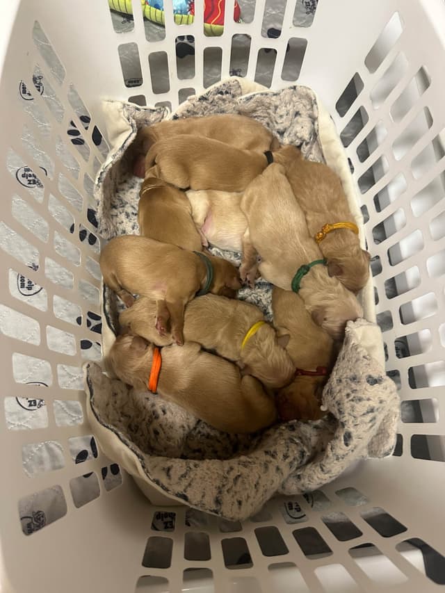 Golden Retriever Puppies media 5