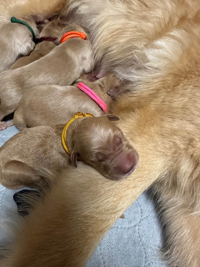 Golden Retriever Puppies media 4