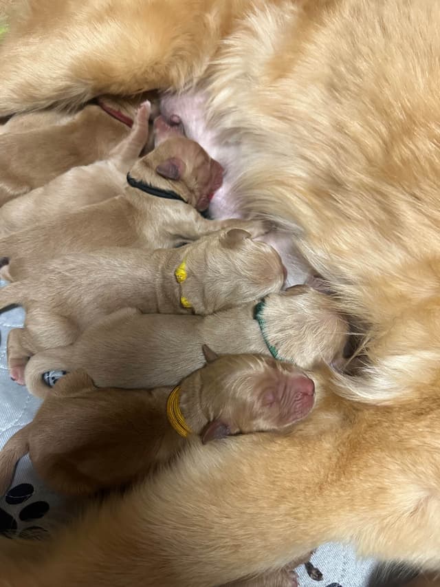 Golden Retriever Puppies media 6