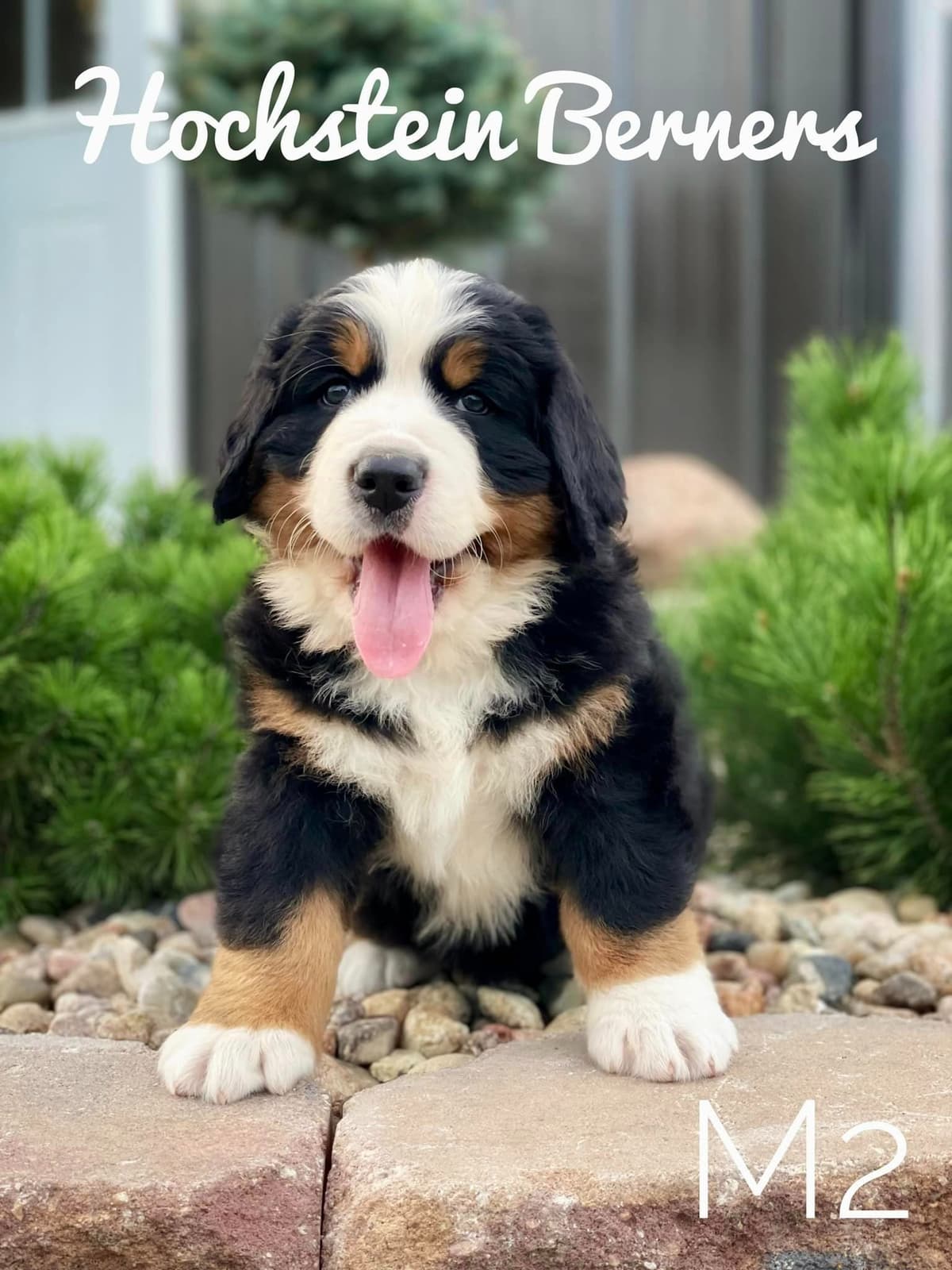 Bernese Mountain Dog Puppies breeder image 1