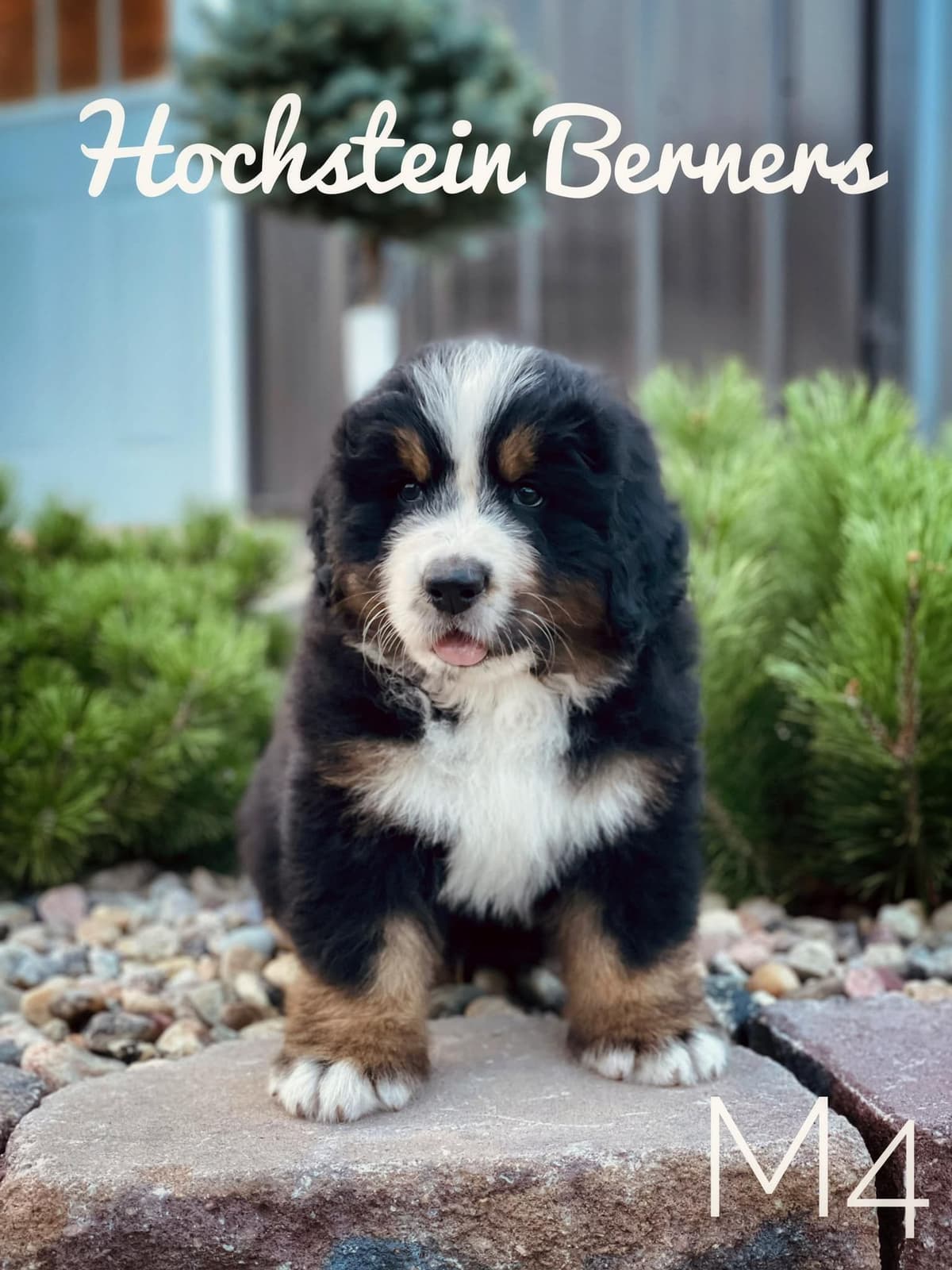 Bernese Mountain Dog Puppies breeder image 2