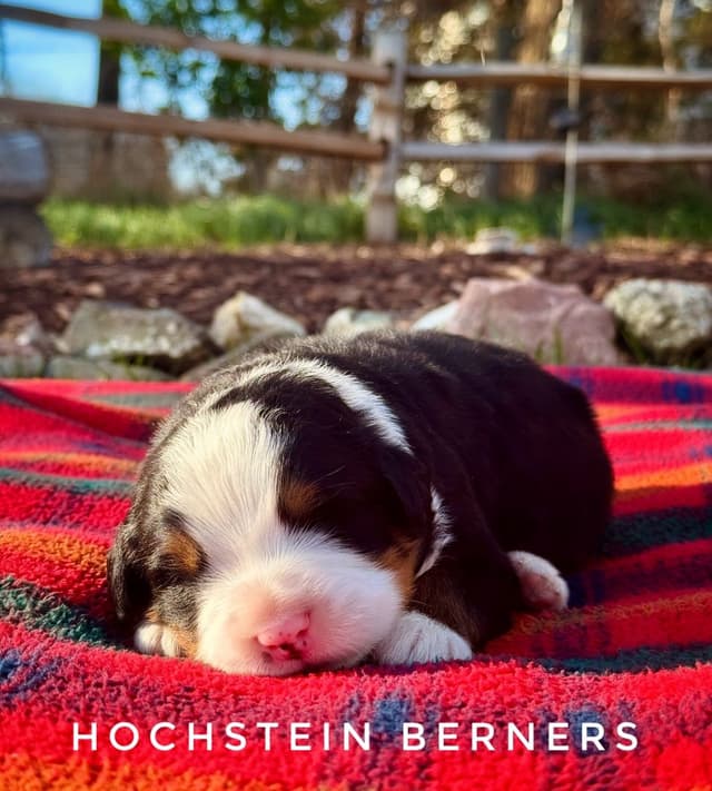 Bernese Mountain Dog Puppies media 3