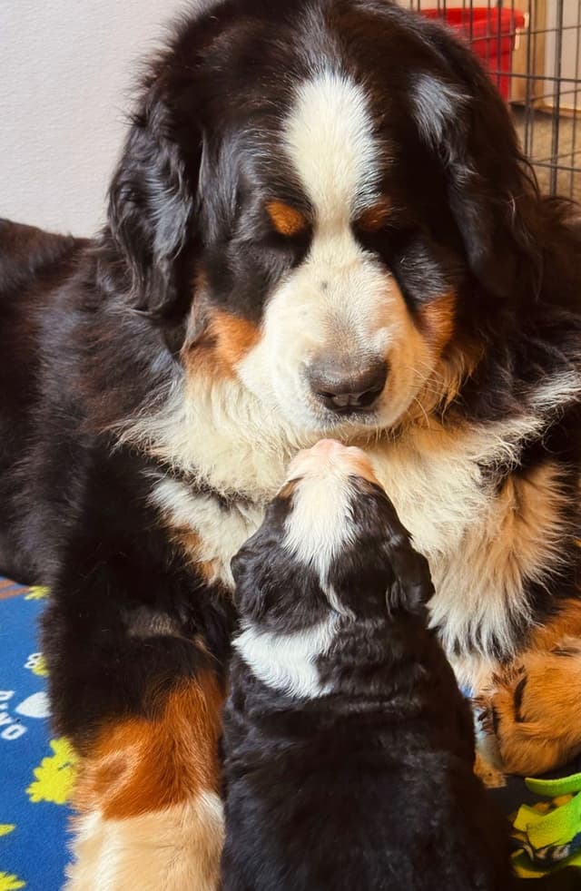 Bernese Mountain Dog Puppies media 5