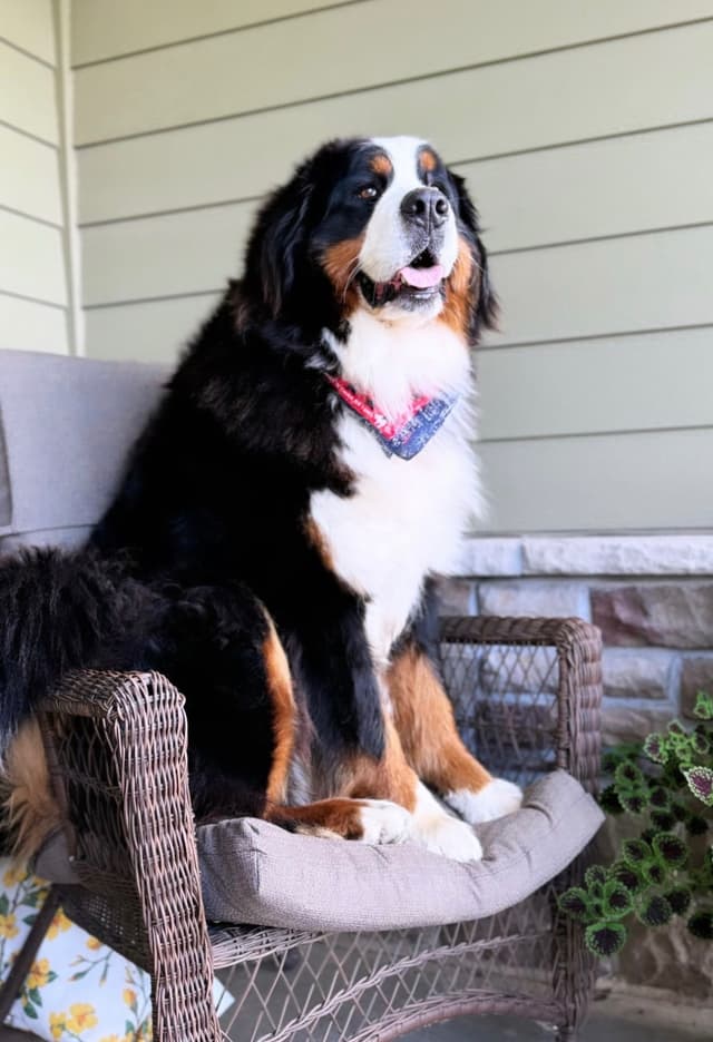 Bernese Mountain Dog Puppies media 7
