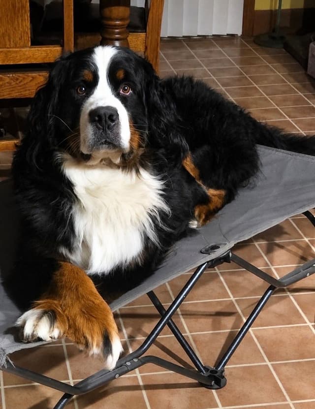 Bernese Mountain Dog Puppies media 8
