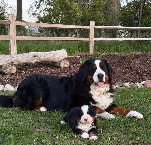 Bernese Mountain Dog Puppies media 10