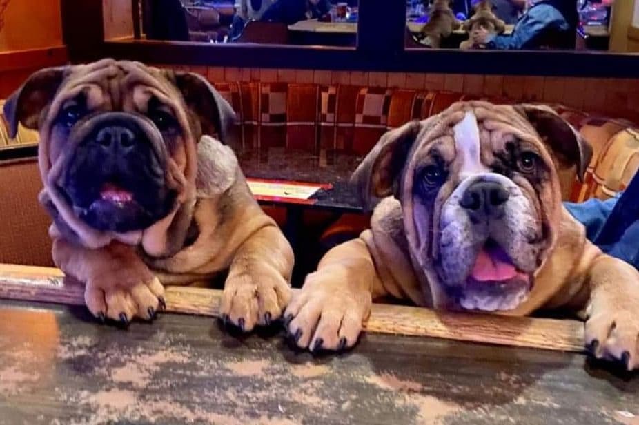 French Bulldog Puppies breeder image 1