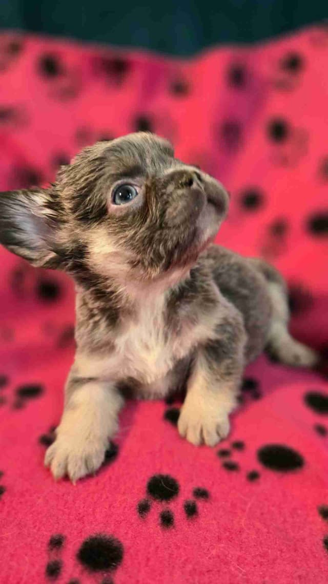 French Bulldog Puppies media 2