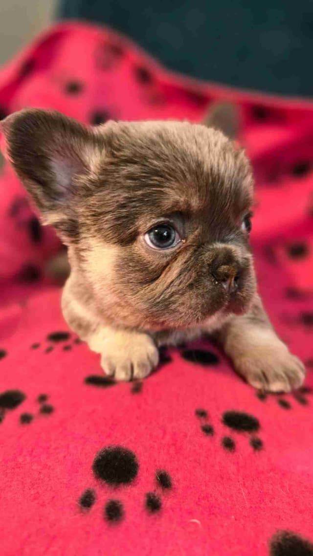 French Bulldog Puppies media 3