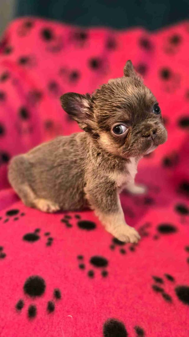 French Bulldog Puppies media 4
