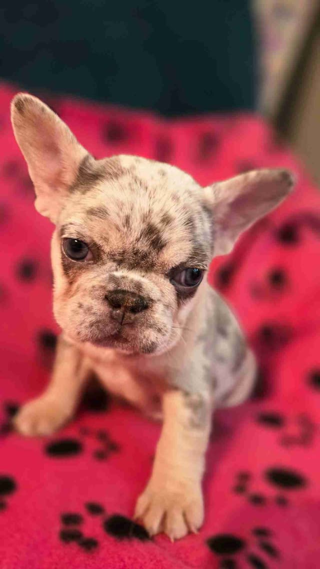 French Bulldog Puppies media 5