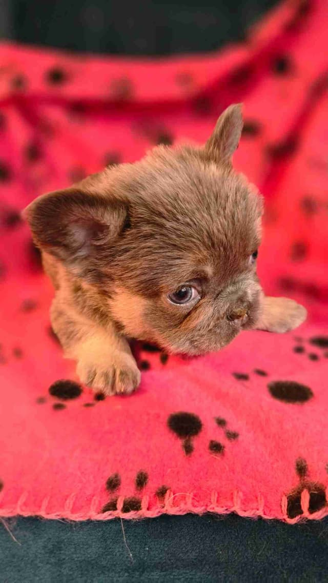 French Bulldog Puppies media 6