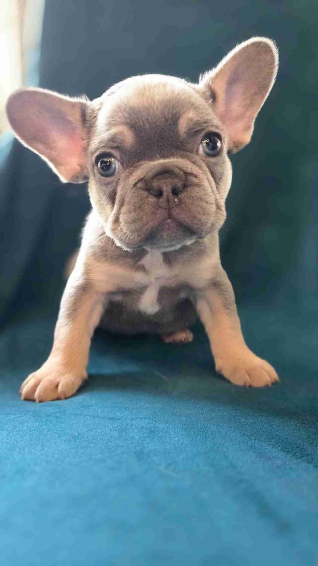 French Bulldog Puppies media 10