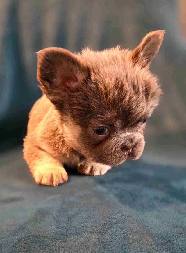 French Bulldog Puppies media 7