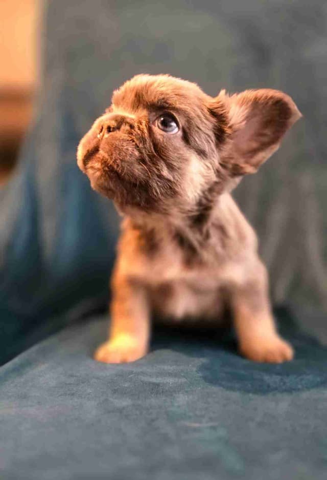 French Bulldog Puppies media 8