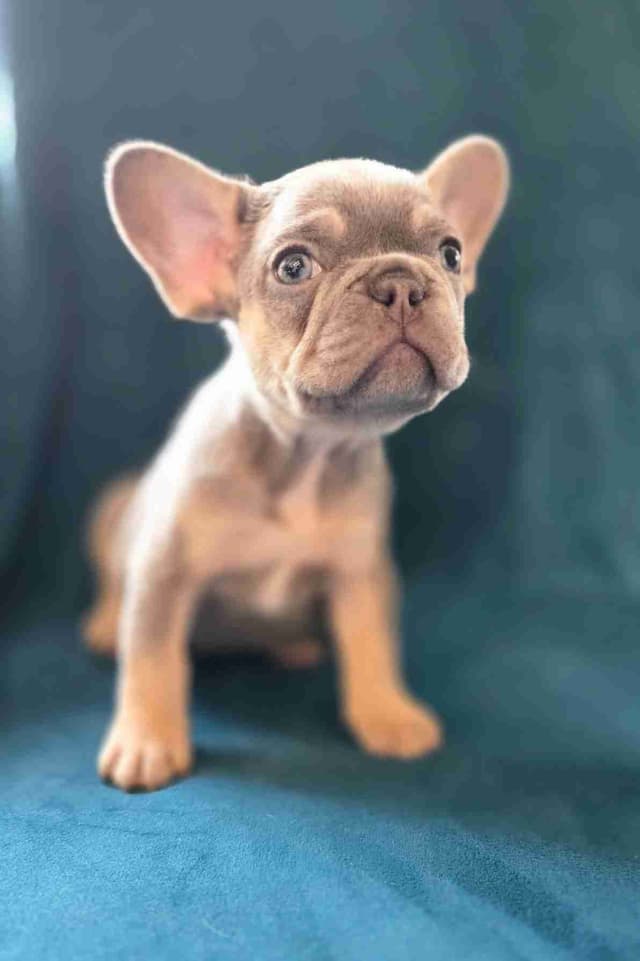 French Bulldog Puppies media 9