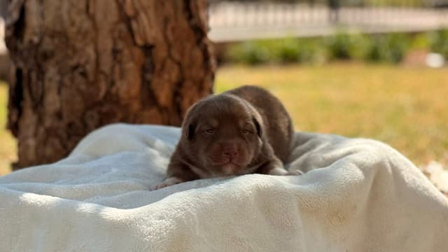 Australian Shepherd Puppies media 2