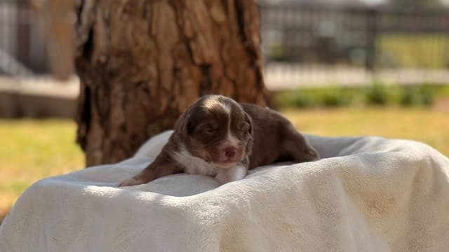 Australian Shepherd Puppies media 3