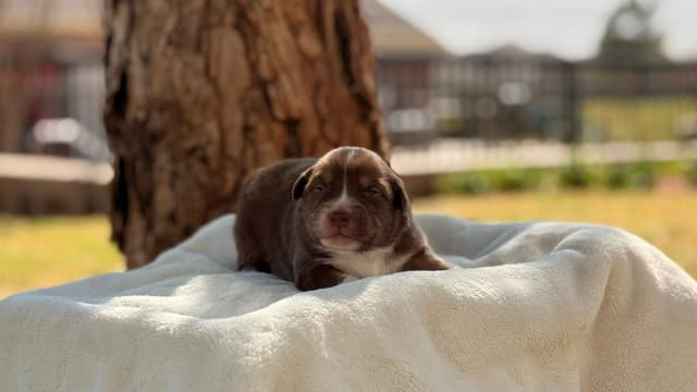 Australian Shepherd Puppies media 4