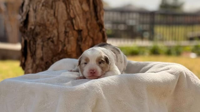 Australian Shepherd Puppies media 5