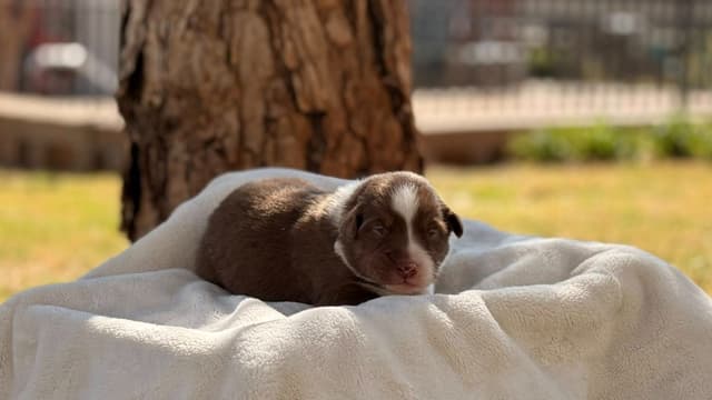 Australian Shepherd Puppies media 6