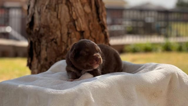 Australian Shepherd Puppies media 7