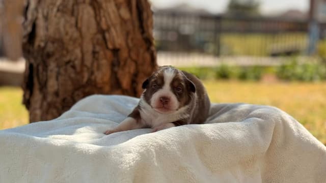 Australian Shepherd Puppies media 8