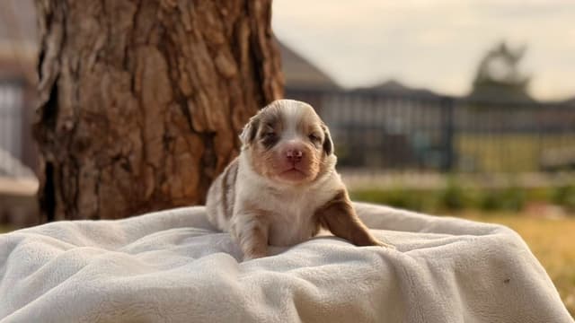 Australian Shepherd Puppies media 9