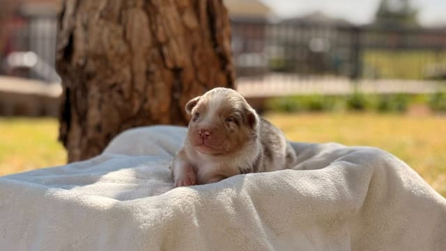 Australian Shepherd Puppies media 10