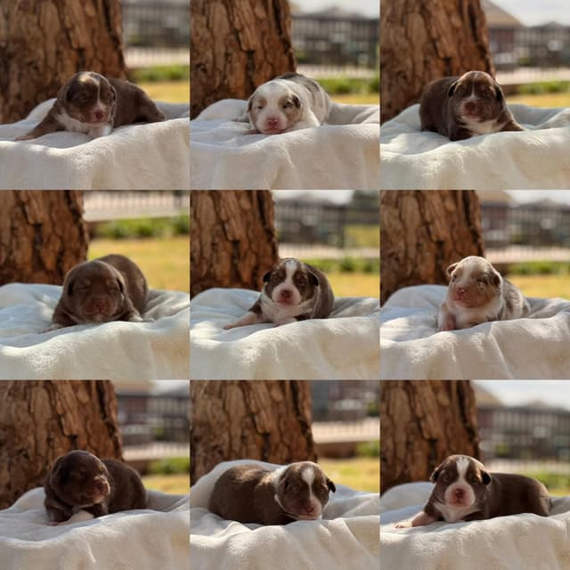 Australian Shepherd Puppies media 11