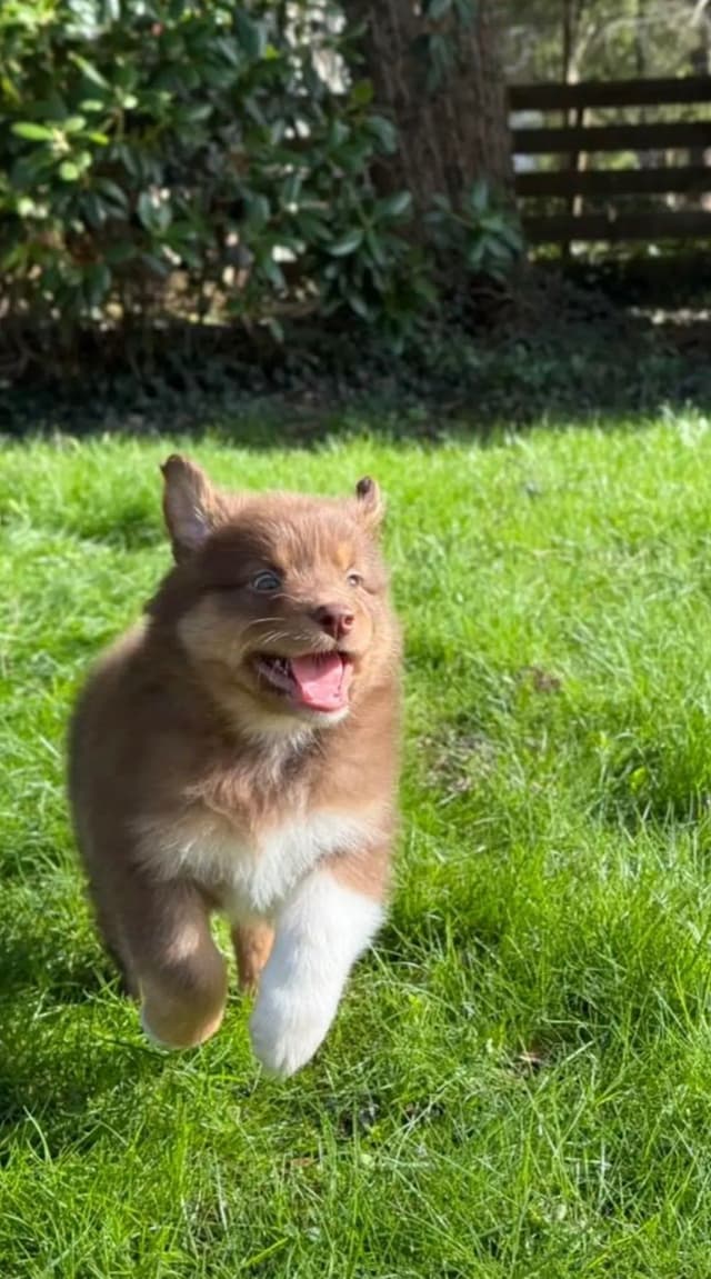 Australian Shepherd Puppies media 12