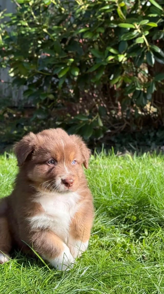 Australian Shepherd Puppies media 13