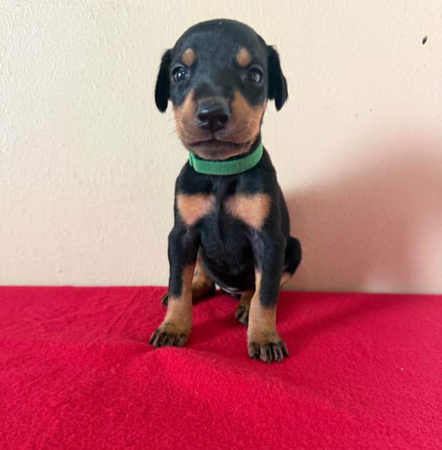 Doberman Pinscher Puppies media 2