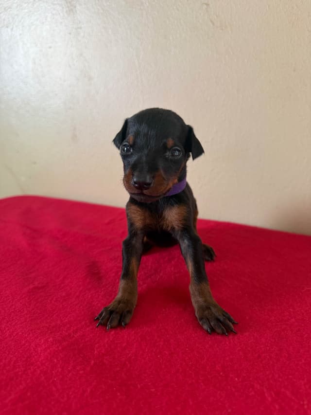 Doberman Pinscher Puppies media 3