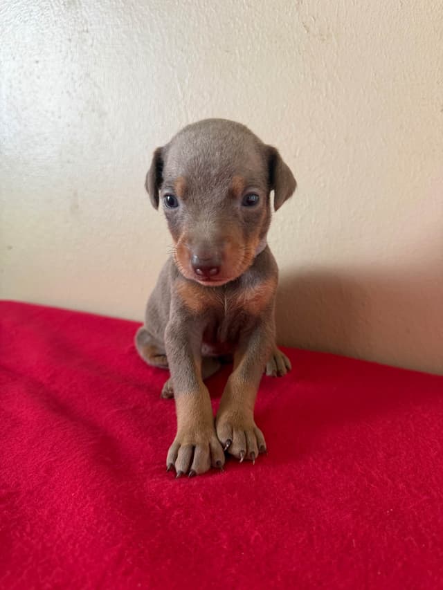 Doberman Pinscher Puppies media 4