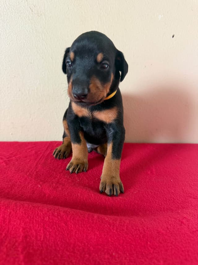 Doberman Pinscher Puppies media 5