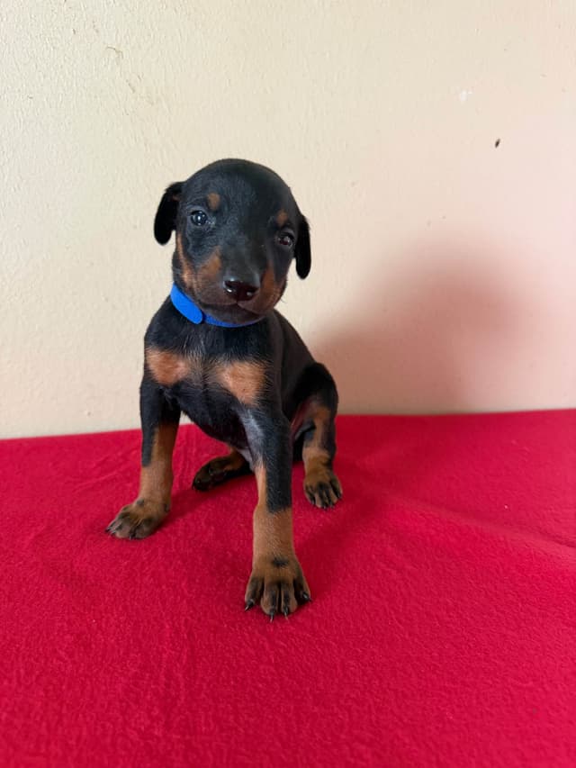 Doberman Pinscher Puppies media 6