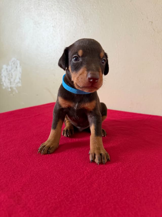 Doberman Pinscher Puppies media 8